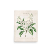 Genesis 1:1 - Vintage Style Floral on Beige Background    Unframed Matte Paper / 8″×10″-Unframed Matte Paper / 11″×14″-Unframed Matte Paper / 12″×16″-Unframed Matte Paper / 16″×20″-Unframed Matte Paper / 18″×24″ 